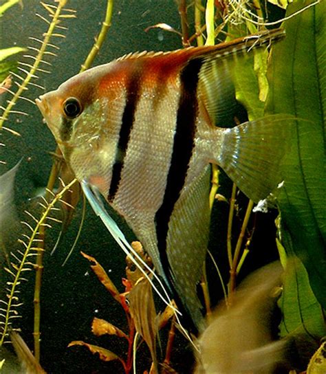FINARAMA: Pterophyllum Angelfish .